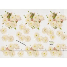 Blomster - Roser - Hvide
