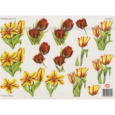 Blomster - Tulipaner