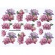 Blomster - Roser - Lilla