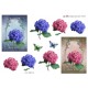 Blomster - Blomster i ramme - horstensia