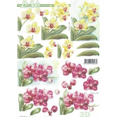 Blomster - Orkide