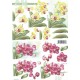 Blomster - Orkide