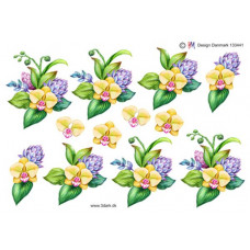 Blomster  - Gul Orkide
