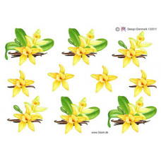 Blomster - Vanilje Orkide