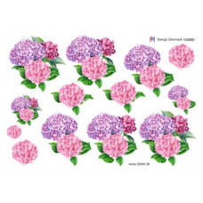 Blomster - Hortensia