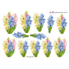 Blomster - Hyacinter
