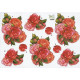 Blomster - Blomster i røde farver